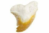 Fossil Shark Tooth (Hemipristis) - Bone Valley, Florida #299480-1